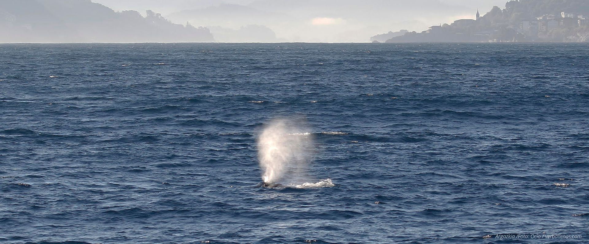 Una ballena Yubarta visita la Reserva de la Biosfera de Urdaibai