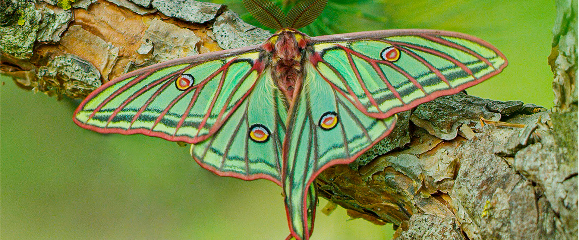 Natura Bizia